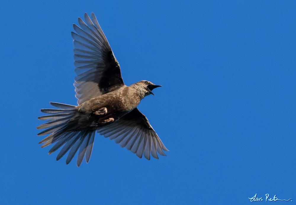 Brown Songlark