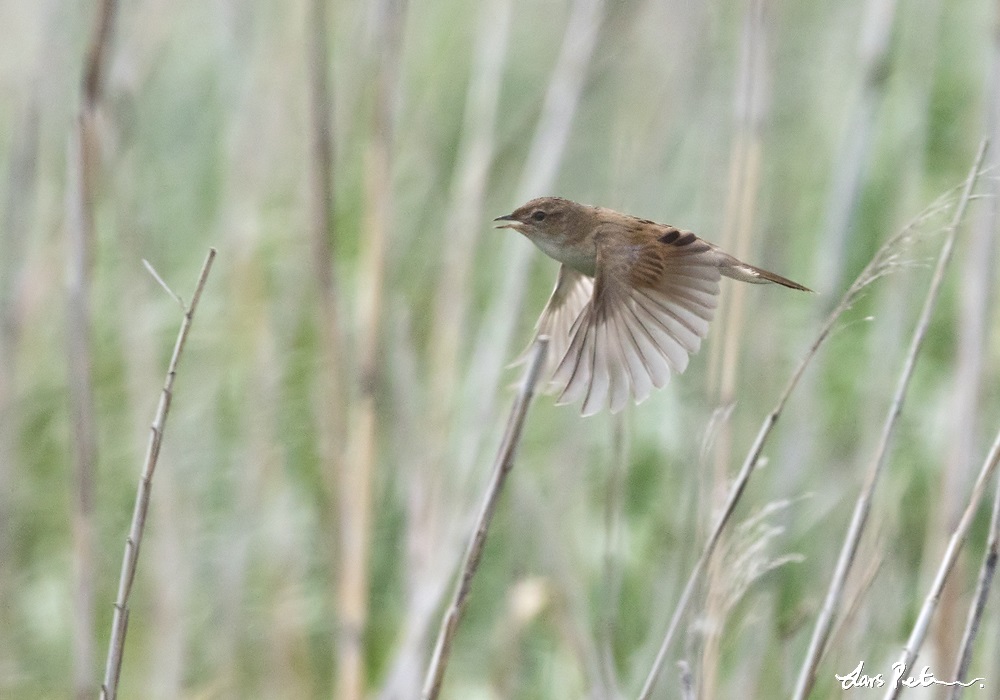 Marsh Grassbird