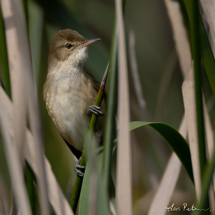 Australian Reed Warbler