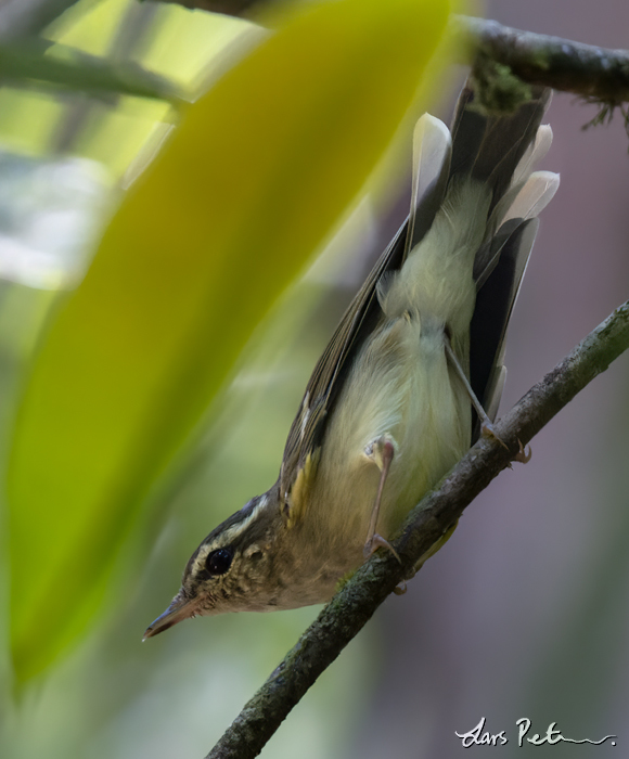 Large-billed Leaf Warbler