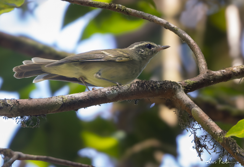 Large-billed Leaf Warbler