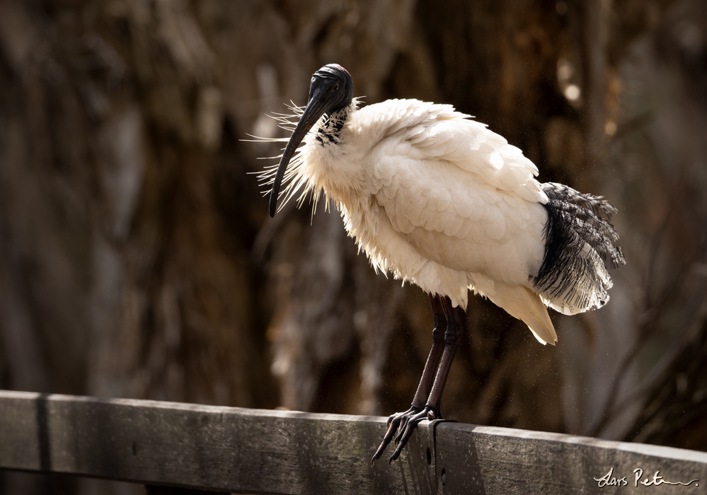 Australian White Ibis