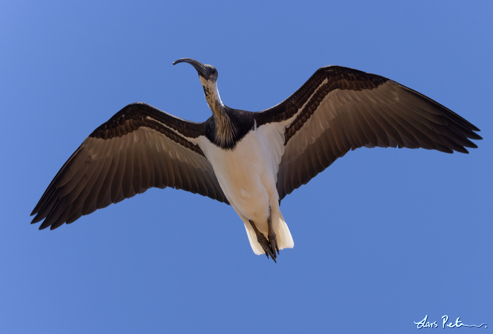 Straw-necked Ibis