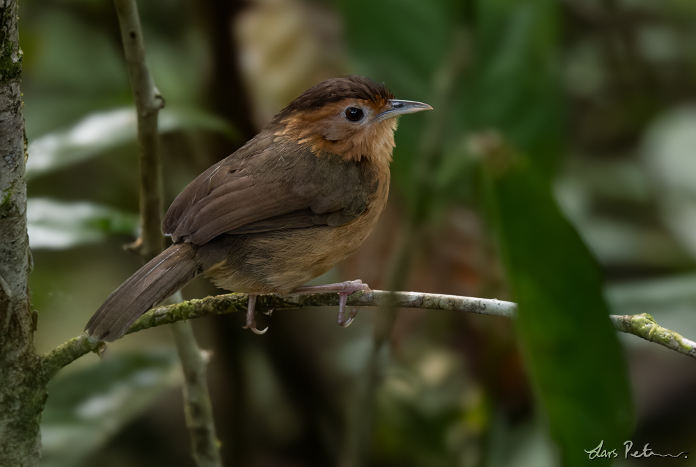 Brown-capped Babbler