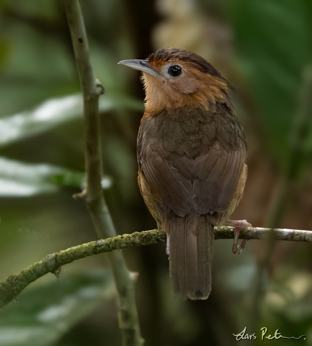 Brown-capped Babbler