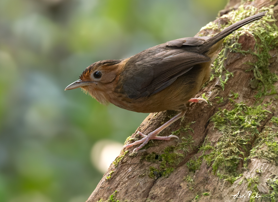 Brown-capped Babbler