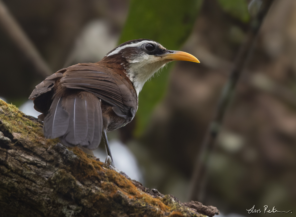 Sri Lanka Scimitar Babbler