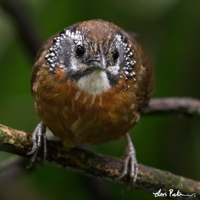Spot-necked Babbler