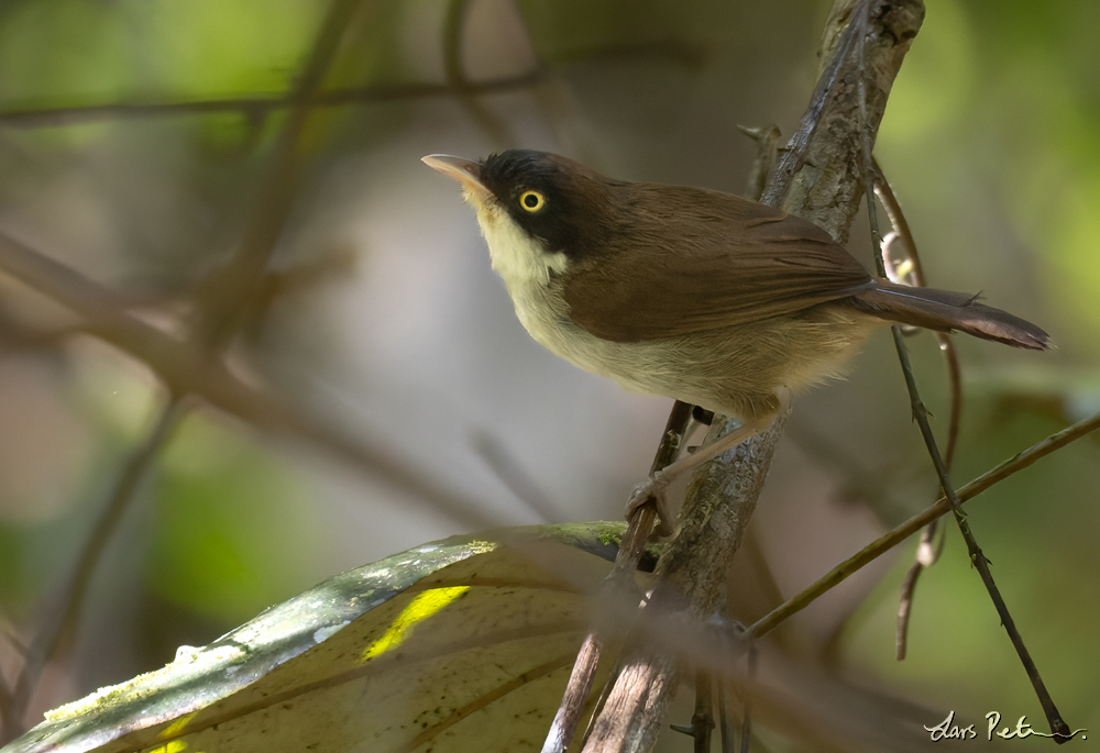 Dark-fronted Babbler