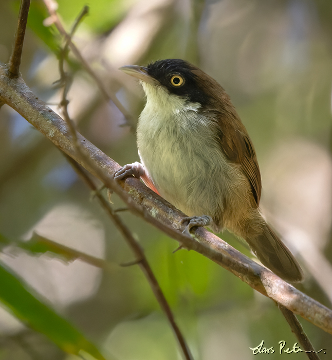 Dark-fronted Babbler