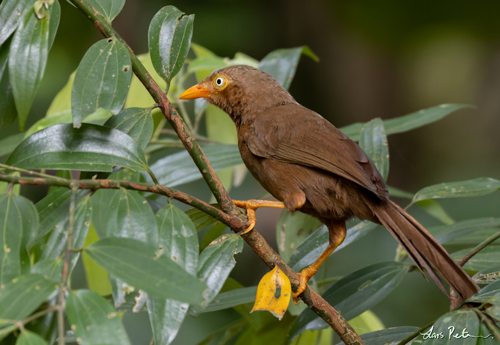 Orange-billed Babbler