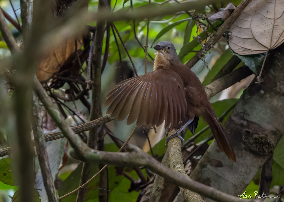 Ashy-headed Laughingthrush