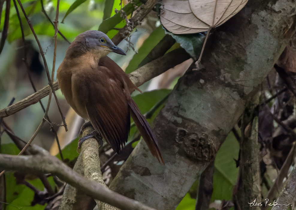 Ashy-headed Laughingthrush