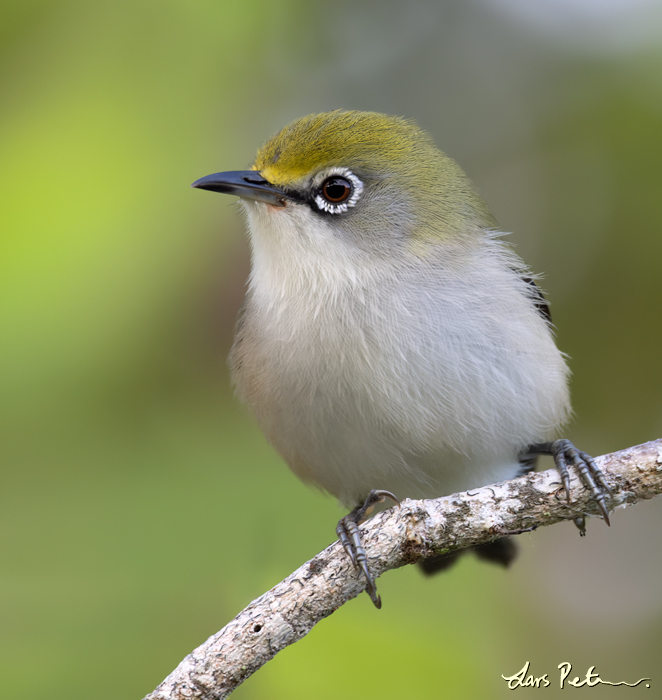 Christmas White-eye