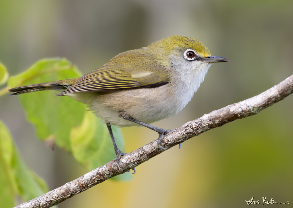 Christmas White-eye