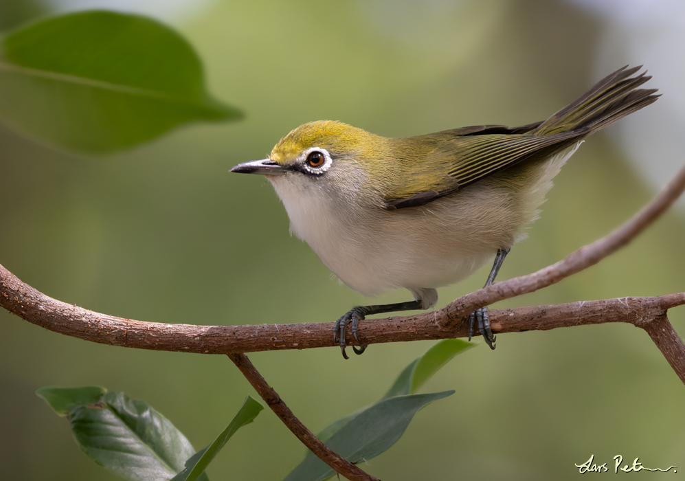 Christmas White-eye