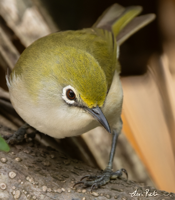 Christmas White-eye