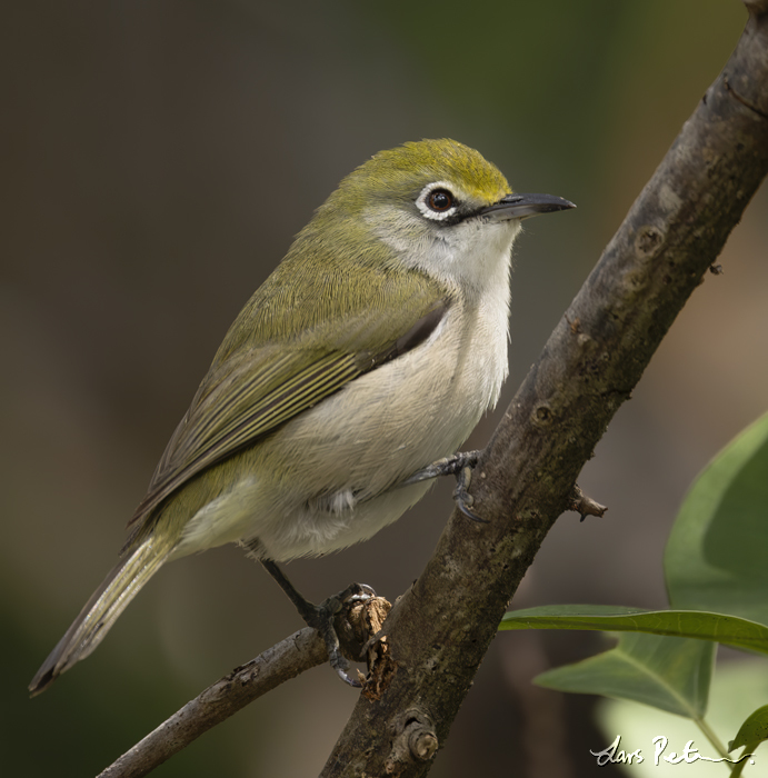 Christmas White-eye