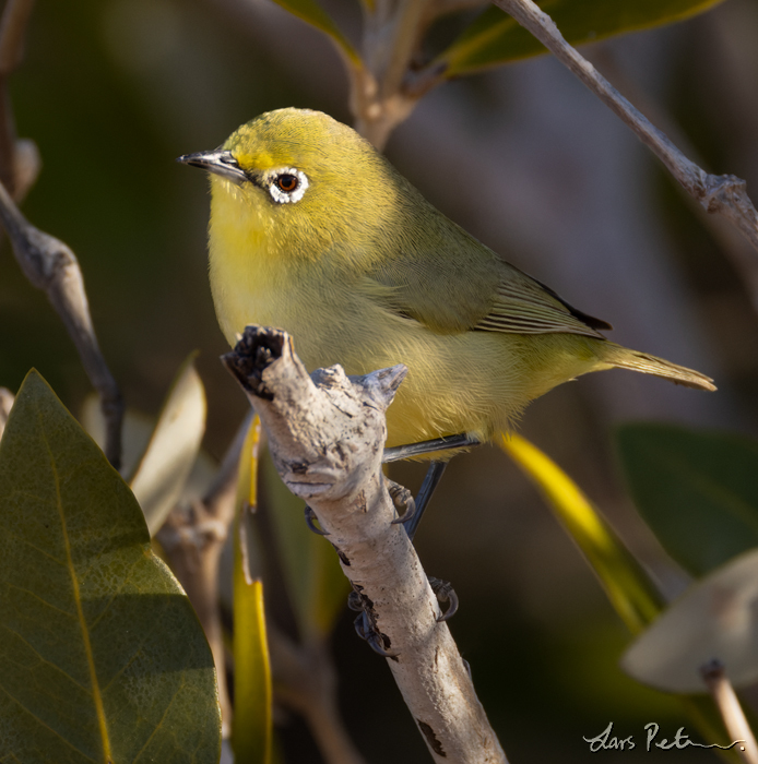 Canary White-eye