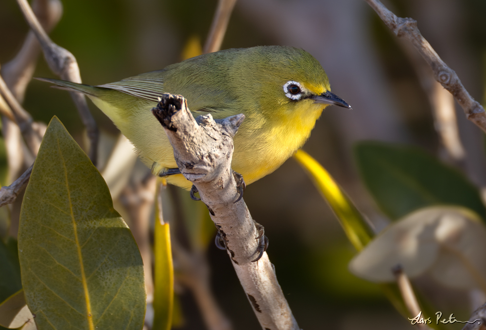 Canary White-eye