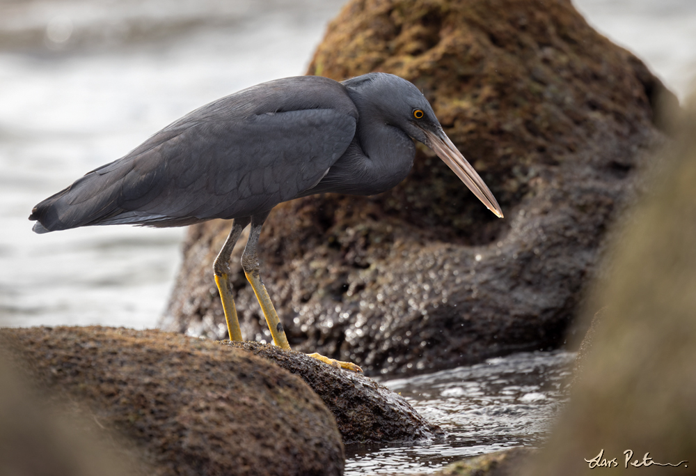 Pacific Reef Heron