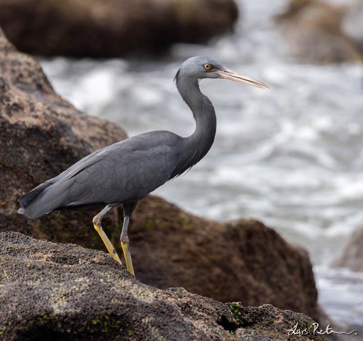 Pacific Reef Heron