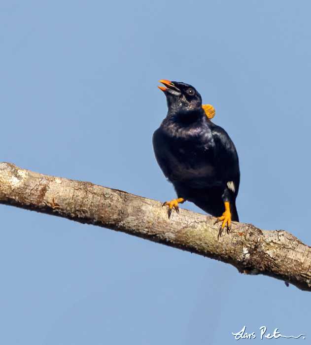 Sri Lanka Hill Myna