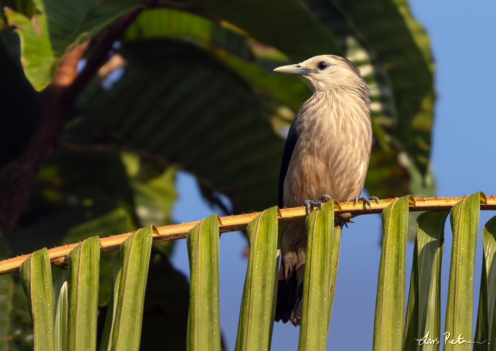 White-faced Starling