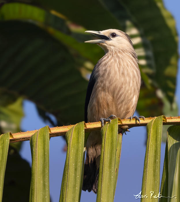 White-faced Starling