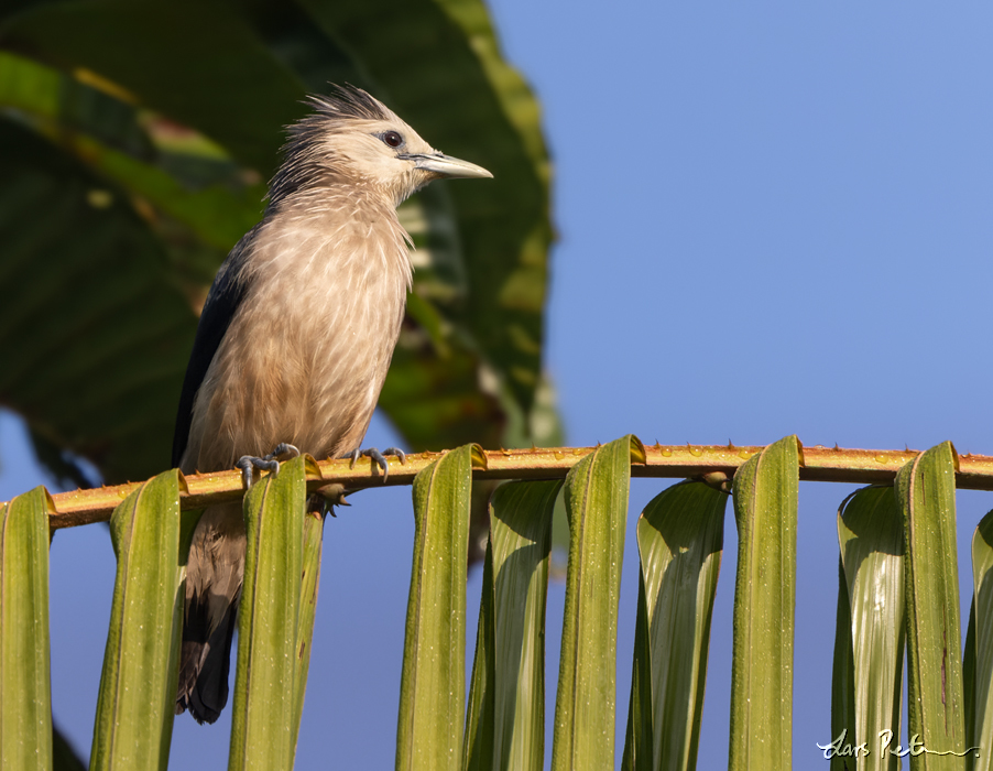 White-faced Starling