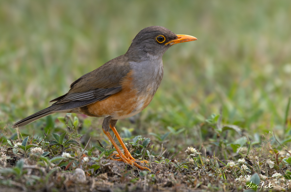 Christmas Island Thrush