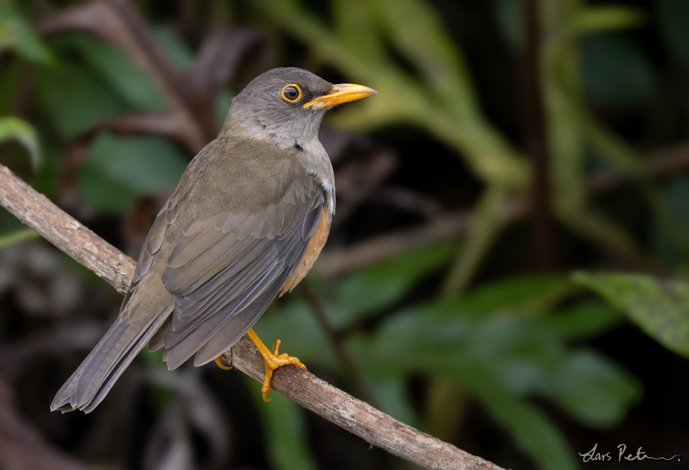 Christmas Island Thrush