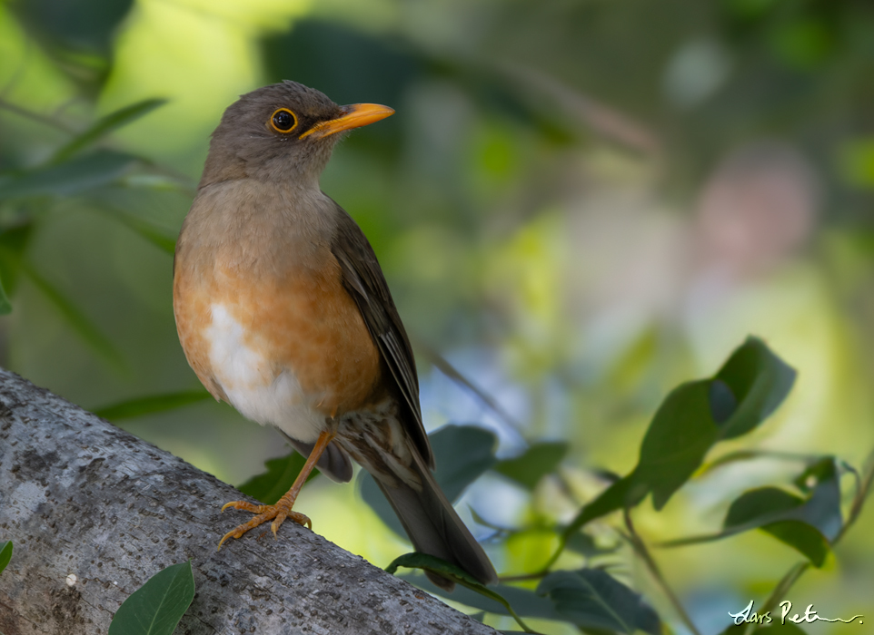 Christmas Island Thrush