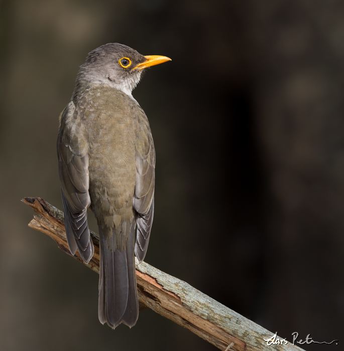 Christmas Island Thrush