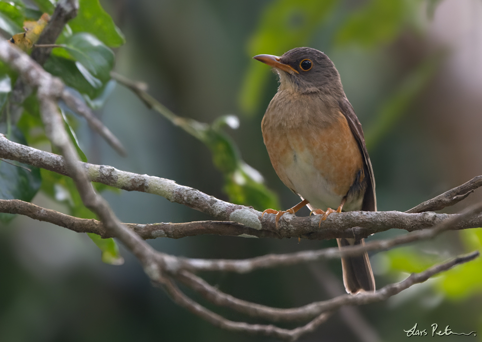 Christmas Island Thrush