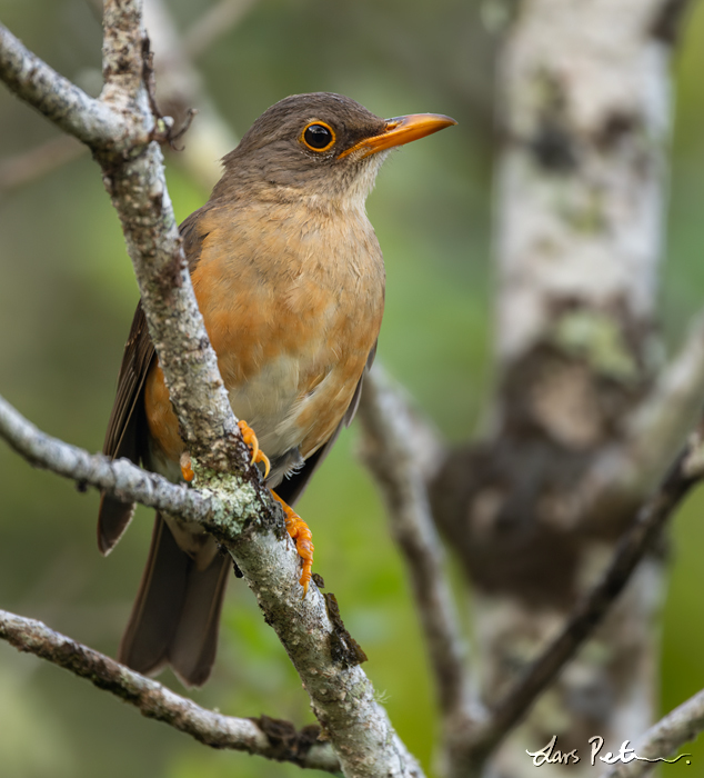 Christmas Island Thrush