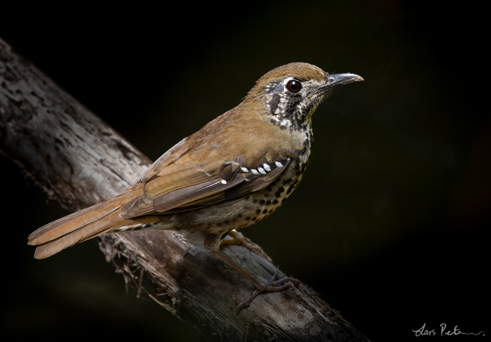 Spot-winged Thrush