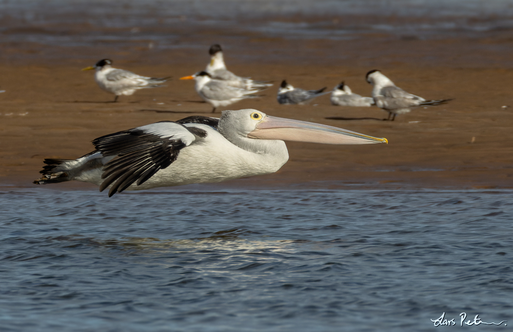 Australian Pelican