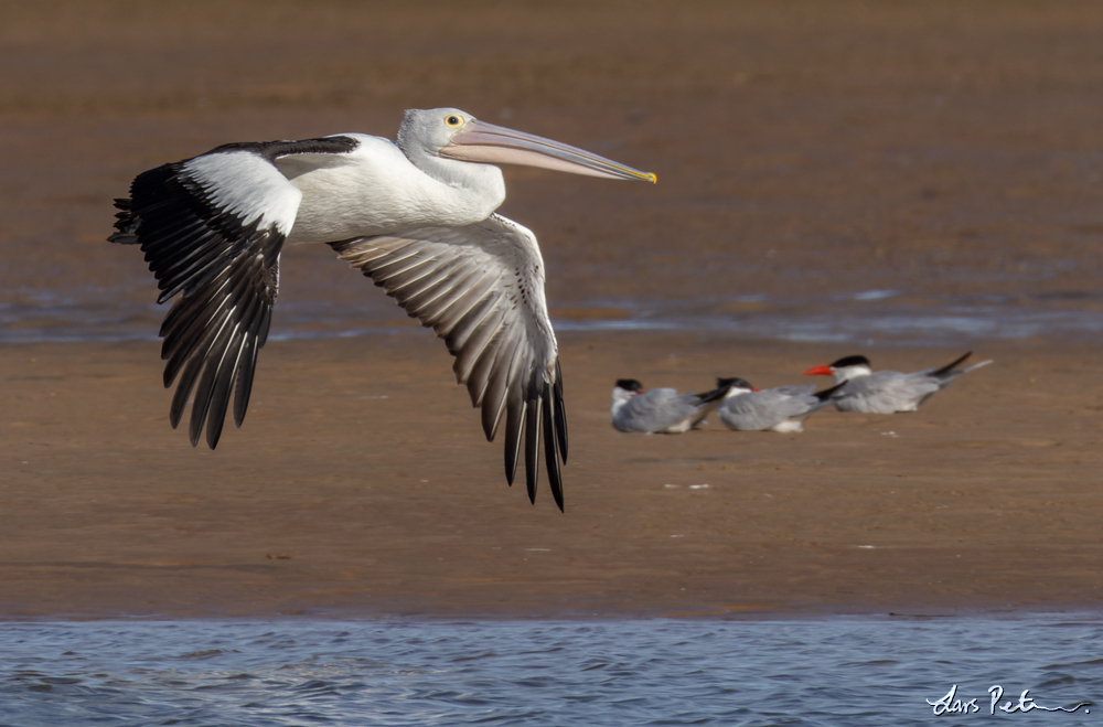 Australian Pelican