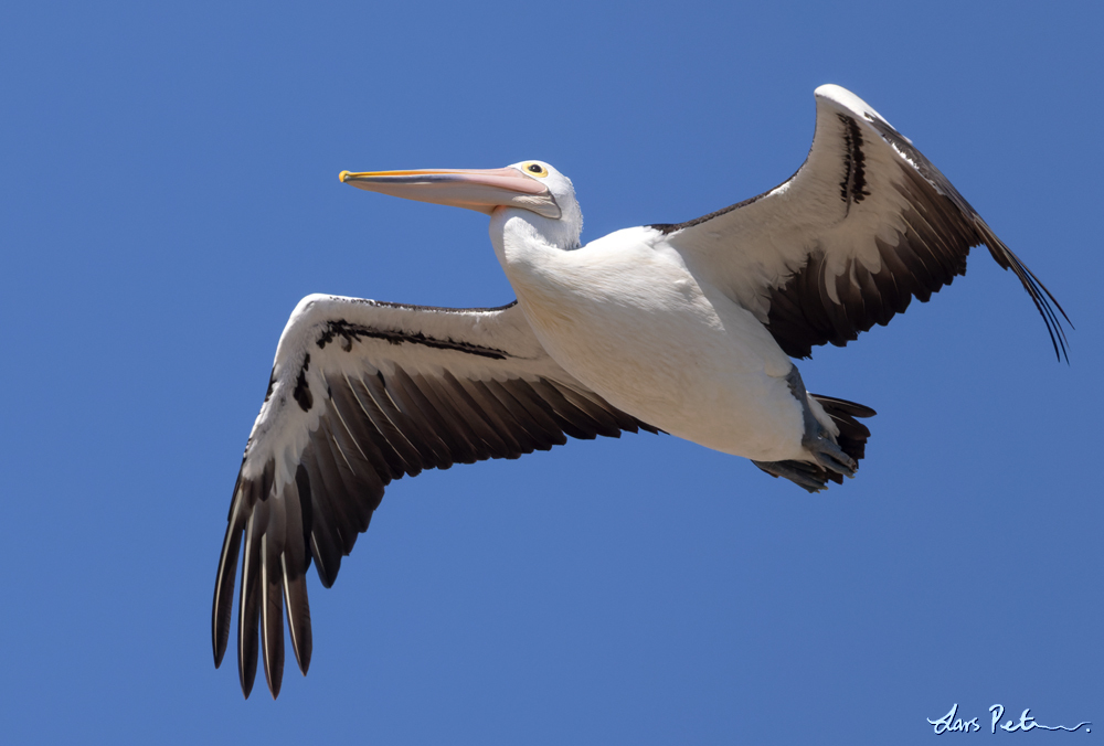 Australian Pelican