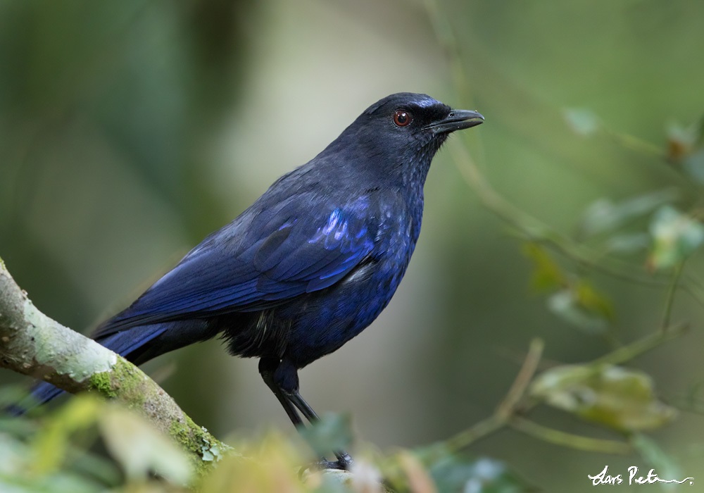 Taiwan Whistling Thrush | Taiwan | Bird images from foreign trips ...