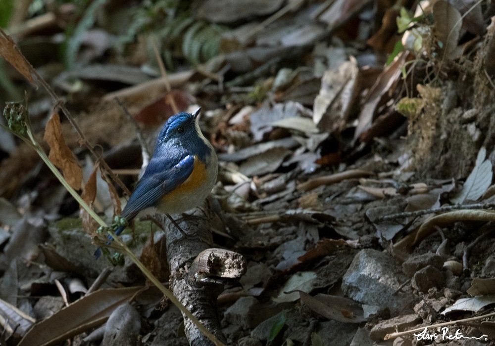 Himalayan Bluetail