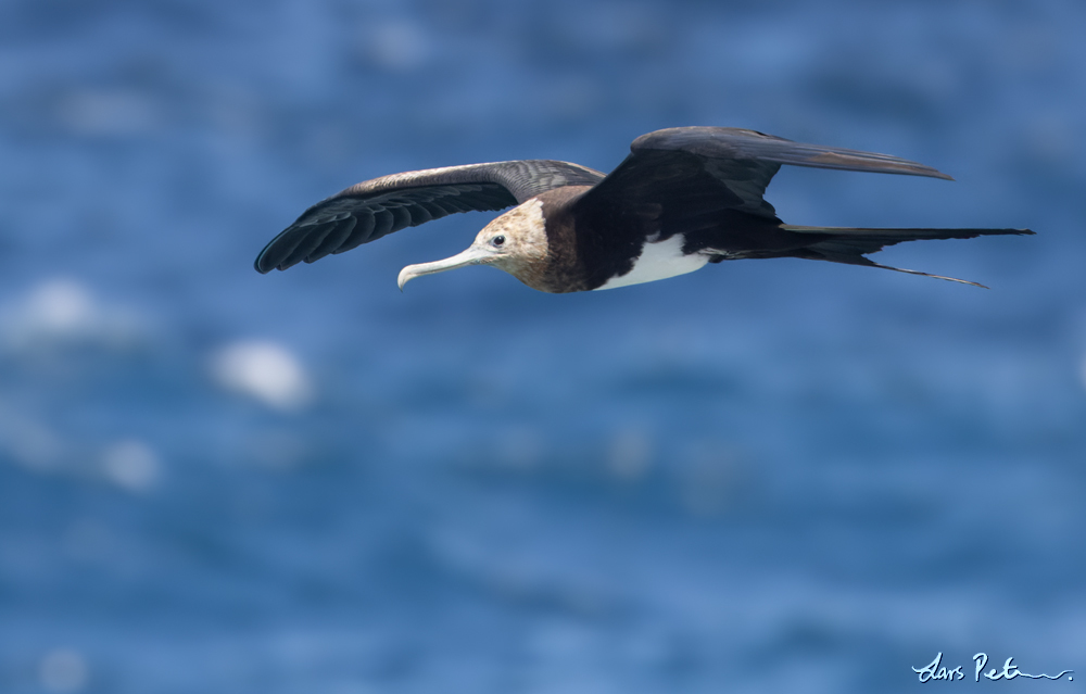 Christmas Frigatebird