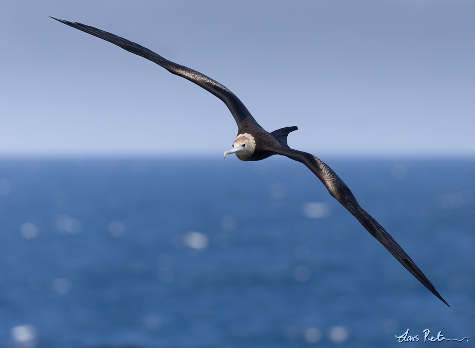 Christmas Frigatebird