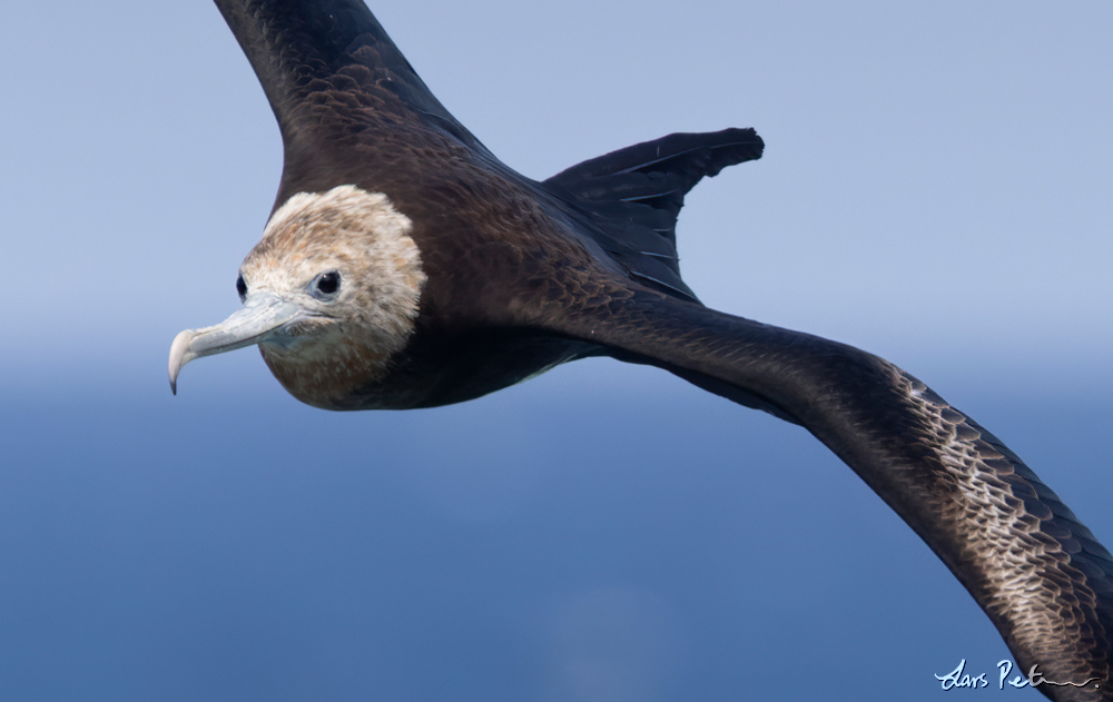 Christmas Frigatebird