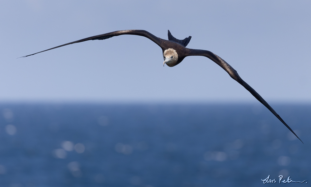 Christmas Frigatebird