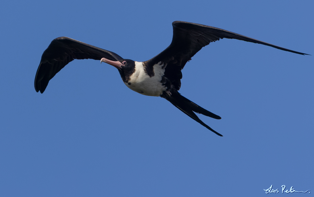 Christmas Frigatebird