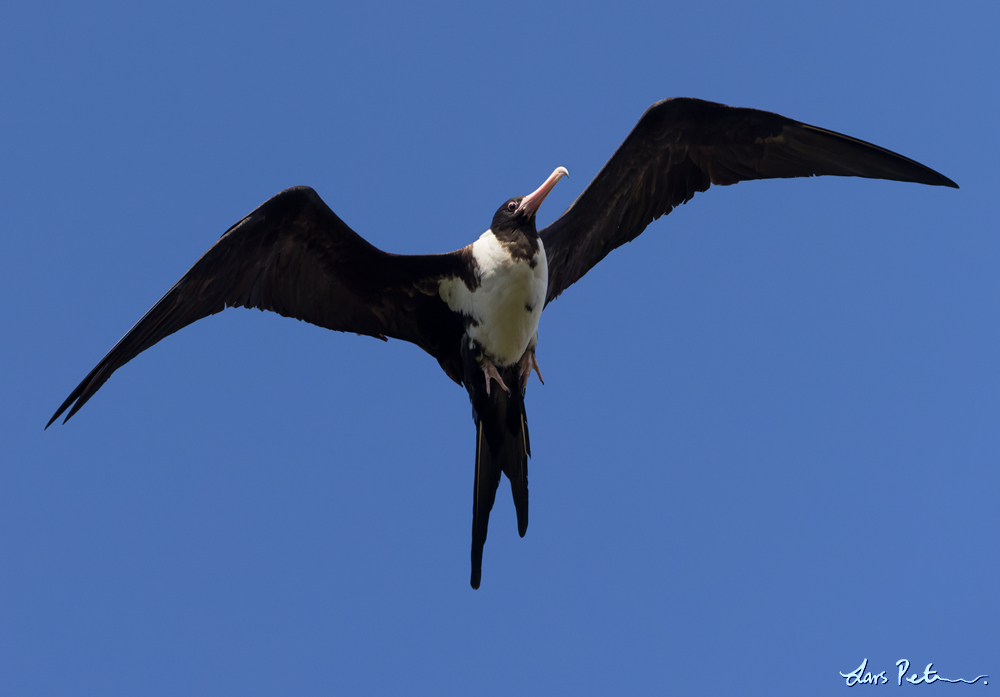 Christmas Frigatebird