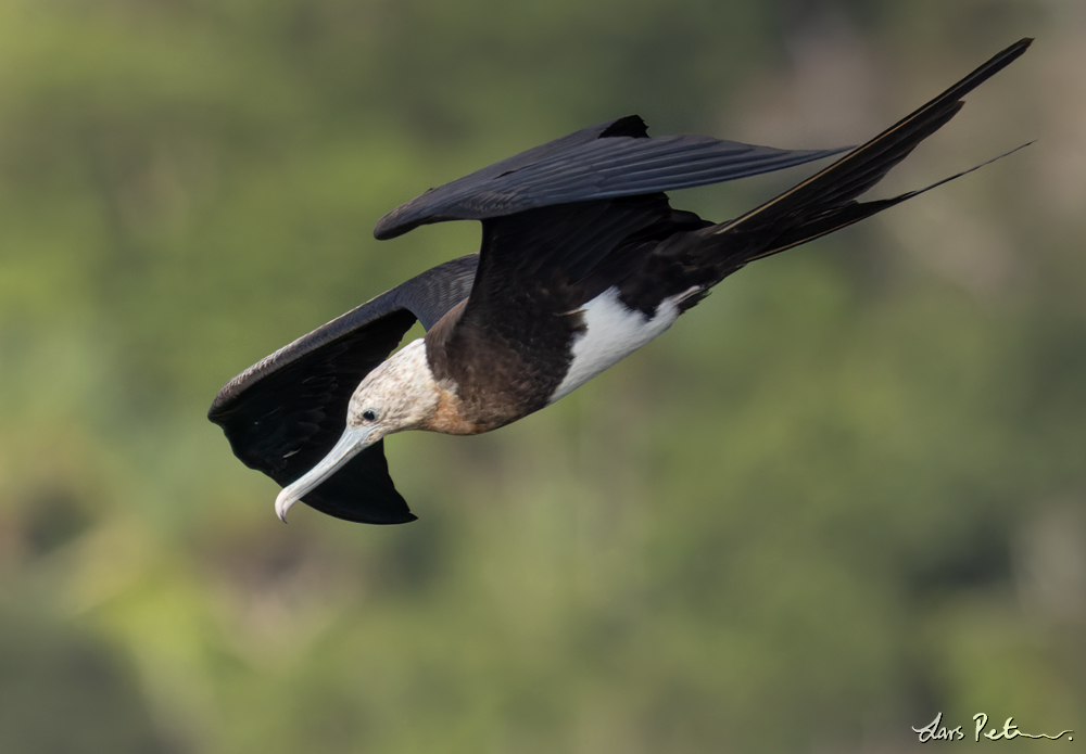 Christmas Frigatebird