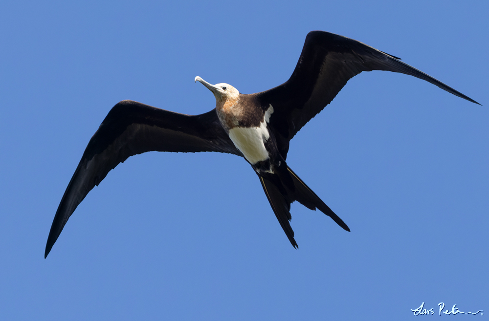 Christmas Frigatebird